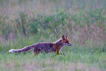 Red fox (Vulpes vulpes) walking through green meadow. Wild mammal, pointed ears, bushy tail,...