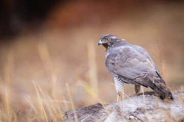 Northern goshawk (Accipiter gentilis) standing on prey in dry grassland. Powerful raptor with piercing yellow eyes and gray plumage, showcasing hunting behavior and wild predator presence in nature