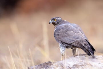 Northern goshawk (Accipiter gentilis) standing on prey in dry grassland. Powerful raptor with piercing yellow eyes and gray plumage, showcasing hunting behavior and wild predator presence in nature