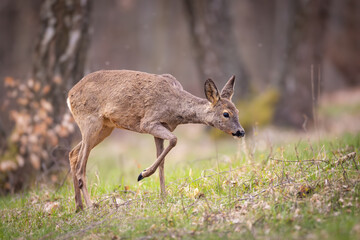 Young roe deer fawn (Capreolus capreolus) in green forest clearing, standing on fresh grass. Adorable wildlife scene with delicate brown fur, alert pose, and natural woodland background.