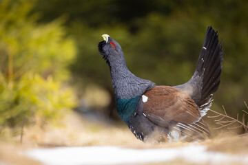 Western capercaillie (Tetrao urogallus) displaying on spring meadow, fanned tail and raised head. Vibrant plumage, courtship behavior of wild forest grouse in natural habitat, close-up wildlife photo