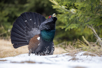 Western capercaillie (Tetrao urogallus) displaying on spring meadow, fanned tail and raised head. Vibrant plumage, courtship behavior of wild forest grouse in natural habitat, close-up wildlife photo