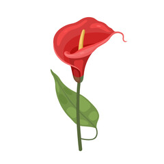 An elegant calla lily flower, isolated. Illustration on a white background