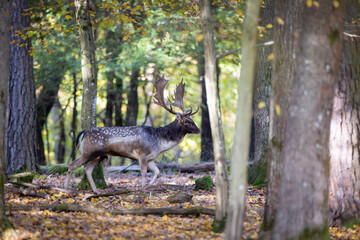 Fallow deer buck with large palmate antlers walking in autumn forest. Dappled coat, elegant wildlife scene, natural woodland, golden leaves on forest floor, peaceful and vibrant animal behavior