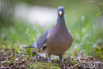 Common wood pigeon (Columba palumbus) standing on forest floor, soft green background. Large wild bird with gray plumage, white neck patch and pink breast, captured in natural woodland habitat