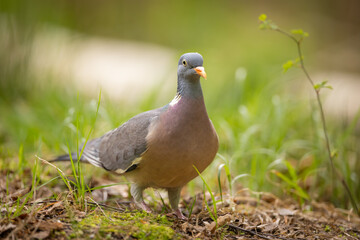 Common wood pigeon (Columba palumbus) standing on forest floor, soft green background. Large wild bird with gray plumage, white neck patch and pink breast, captured in natural woodland habitat