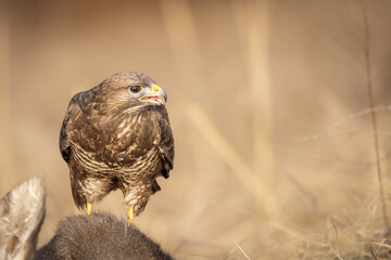 Common buzzard (Buteo buteo) perched on prey in dry grassland. Brown plumage, hooked beak, yellow cere, powerful raptor and scavenger, wild nature, sharp eyes, hunting behavior in open habitat.