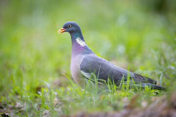 Common wood pigeon (Columba palumbus) standing on forest floor, soft green background. Large wild bird with gray plumage, white neck patch and pink breast, captured in natural woodland habitat