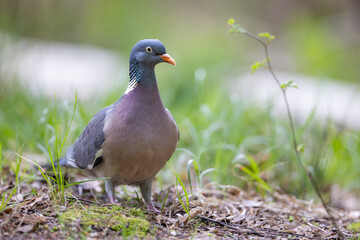 Common wood pigeon (Columba palumbus) standing on forest floor, soft green background. Large wild bird with gray plumage, white neck patch and pink breast, captured in natural woodland habitat
