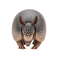 Armadillo standing on all fours with a rounded body and textured shell  