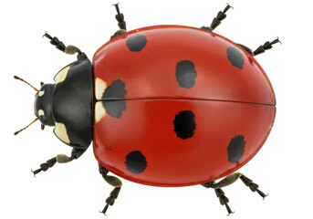 Isolated seven-spotted ladybug, a red beetle with black dots, on a neutral background surface © Luca