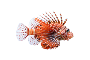 Vibrant lionfish with striped orange and white fins and spines extended, isolated on a transparent background