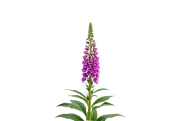 Pink-purple foxglove flowering stalk with tubular blossoms and pointed green foliage, isolated on a transparent background