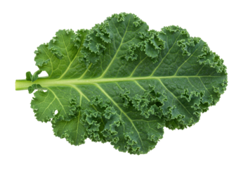 Isolated fresh leaf of green kale vegetable for healthy eating and plant based recipes