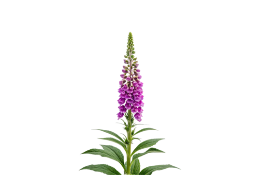 Pink-purple foxglove flowering stalk with tubular blossoms and pointed green foliage, isolated on a transparent background