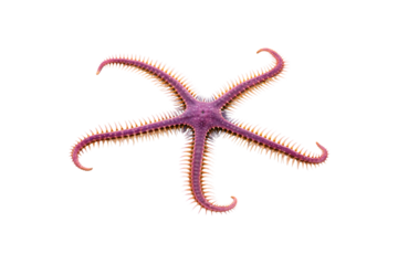 Purple and orange starfish with elongated curved arms showing detailed spiny texture and coloration, isolated on a transparent background