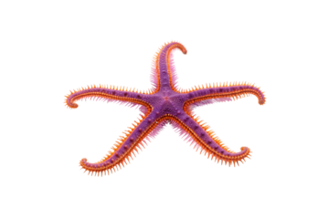 Purple starfish with orange spines and textured surface displaying five symmetrical arms in detailed studio photography, isolated on a transparent background