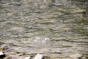 A close-up, high-speed photograph capturing a dynamic water splash frozen in time, with white droplets erupting from the rippling green surface of a river or lake.