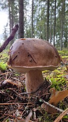  mushroom stands tall among vibrant green ferns in a peaceful forest. Sunlight filters through the trees, illuminating the rich details of nature.