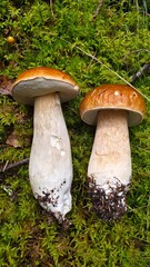 Two distinct mushrooms sit amongst lush green moss in a forest. One mushroom has a shiny brown cap, while the other features a pale white stem and cap. The sunlight filters gently th