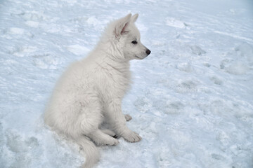 White Swiss Shepherd puppy dog sits on the snow in a snowy garden in winter.