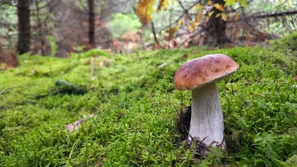 Forest scene featuring a large brown mushroom growing among moss and fallen branches on a rainy day
