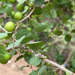 green olives on tree