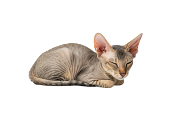 Hairless oriental cat resting curled position, beige tan striped large ears feline, isolated on a transparent background