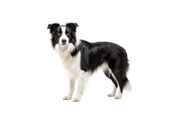 Black and white Border Collie dog standing facing forward with attentive gaze and beautiful markings, isolated on a transparent background