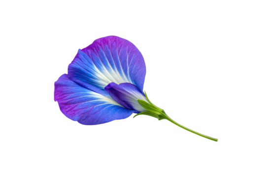 Purple and blue butterfly pea flower with white center gradient, green stem visible, isolated on a transparent background