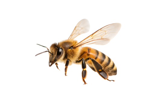 Honey bee in flight showing detailed wings, fuzzy body, striped abdomen, and legs extended, isolated on a transparent background
