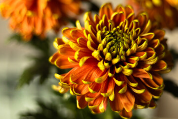 A yellow-orange chrysanthemum covered in water droplets
