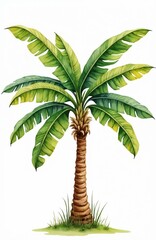 Vibrant hand-drawn watercolor banana tree illustration set on clean white background. Isolated botanical artwork features large green leaves, distinctly textured brown trunk. Serves as perfect