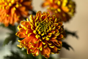 A yellow-orange chrysanthemum covered in water droplets