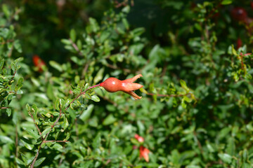 Dwarf pomegranate flower - Latin name - Punica granatum var. nana