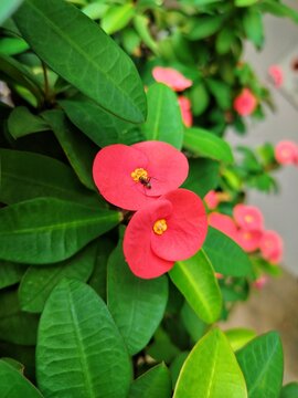 red flower