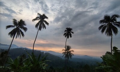 Obraz premium palm trees at sunset