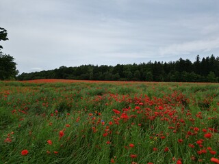ole maków tworzące czerwone łąki w letnim krajobrazie. Intensywne barwy kwiatów kontrastują z zielenią traw i błękitem nieba, tworząc malowniczy, sielski widok. Symbol lata, wolności i piękna natury.