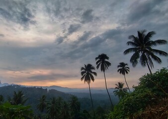 palm trees at sunset © Febryan