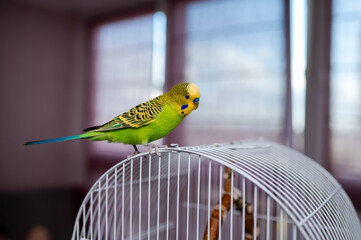 Green young budgerigar sitting on cage at home, colorful pet parakeet bird close up
