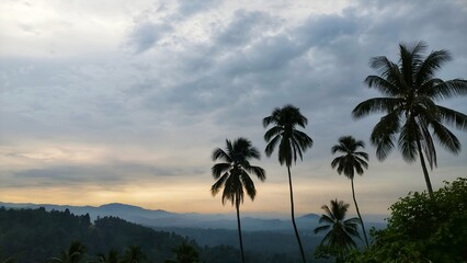 palm trees at sunset