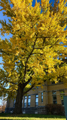 Naklejka premium Golden autumn tree near brick campus building in Washington DC USA, sunny day. Campus of Southern Illinois University Carbondale.