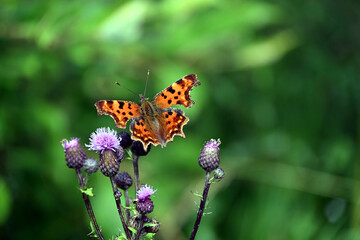 Obraz premium Aglais io, the European peacock or the peacock butterfly sitting on the Carduus, commonly known as plumeless thistles. Closeup with green blurred background