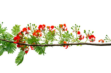 Royal Poinciana Branch with Red Flowers and Green Leaves Isolated on White Background