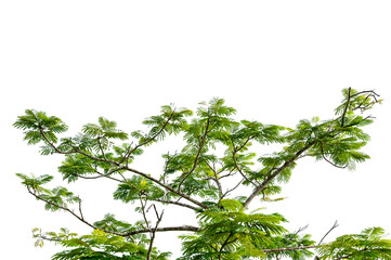 New green leaves on a  branch. Young fresh foliage of tree. Set of isolated object on a white background. Spring time