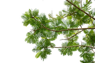New green leaves on a  branch. Young fresh foliage of tree. Set of isolated object on a white background. Spring time