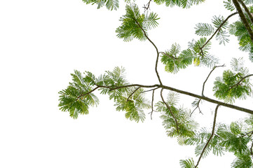 New green leaves on a  branch. Young fresh foliage of tree. Set of isolated object on a white background. Spring time