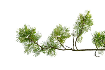 New green leaves on a  branch. Young fresh foliage of tree. Set of isolated object on a white background. Spring time