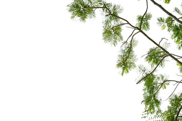 New green leaves on a  branch. Young fresh foliage of tree. Set of isolated object on a white background. Spring time