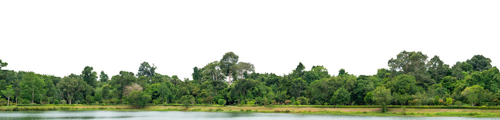Natural green forest tree line with transparent White background for design and creative projects. natural forest, tree line, green trees, nature isolated